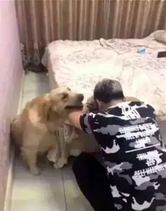 我把初次给了狗-警犬训练器材厂家 _警犬训练用品_工作犬训练用品-南京开久警犬装备