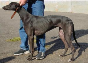 陕西细犬的缺点(陕西细犬 *** )-警犬训练器材厂家 _警犬训练用品_工作犬训练用品-南京开久警犬装备