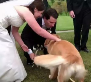 如何给狗狗 *** 肚子(给狗狗肚子 *** 助产)-警犬训练器材厂家 _警犬训练用品_工作犬训练用品-南京开久警犬装备