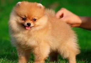 正宗博美犬多少钱一只  纯种博美犬多少钱一只-警犬训练器材厂家 _警犬训练用品_工作犬训练用品-南京开久警犬装备