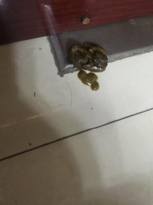 小狗拉稀带血(狗拉稀带血怎么回事精神很好) - 警犬训练器材厂家 _警犬训练用品_工作犬训练用品-南京开久警犬装备-警犬训练器材厂家 _警犬训练用品_工作犬训练用品-南京开久警犬装备