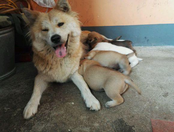 第一窝狗(第一窝狗下的死胎,什么原因?) - 警犬训练器材厂家 _警犬训练用品_工作犬训练用品-南京开久警犬装备-警犬训练器材厂家 _警犬训练用品_工作犬训练用品-南京开久警犬装备