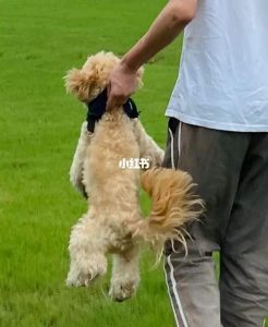 马尔泰犬优缺点(马尔泰犬能长多大)-警犬训练器材厂家 _警犬训练用品_工作犬训练用品-南京开久警犬装备