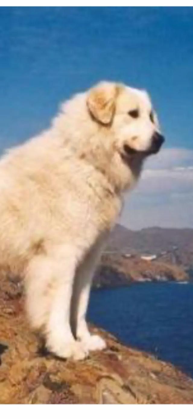 狗狗智商排行榜1 狗狗智商排行榜 - 警犬训练器材厂家 _警犬训练用品_工作犬训练用品-南京开久警犬装备-警犬训练器材厂家 _警犬训练用品_工作犬训练用品-南京开久警犬装备