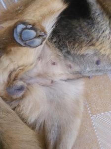 小狗吃母狗的奶就死(小狗死了母狗吃了)-警犬训练器材厂家 _警犬训练用品_工作犬训练用品-南京开久警犬装备