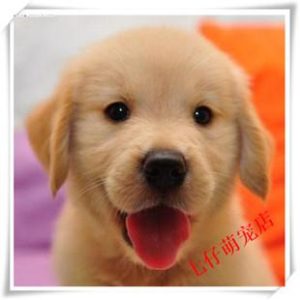 金毛狗狗吃什么对毛好？金毛吃什么蔬菜对毛好-警犬训练器材厂家 _警犬训练用品_工作犬训练用品-南京开久警犬装备