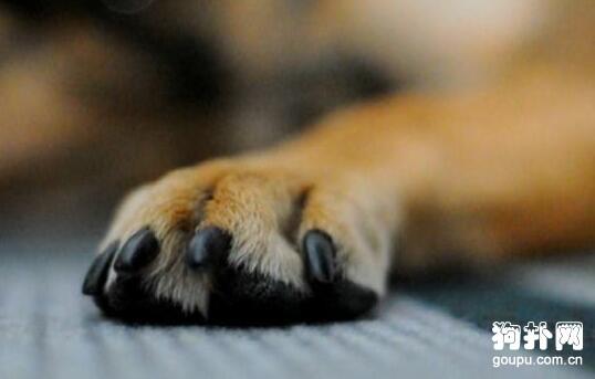 狗狗美容教程给狗狗美容的注意事项 - 警犬训练器材厂家 _警犬训练用品_工作犬训练用品-南京开久警犬装备-警犬训练器材厂家 _警犬训练用品_工作犬训练用品-南京开久警犬装备