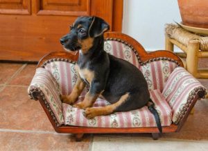 杂交的腊肠犬萌宠(比格犬和腊肠犬杂交)-警犬训练器材厂家 _警犬训练用品_工作犬训练用品-南京开久警犬装备