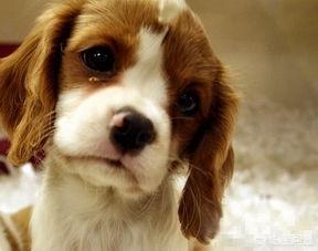 狗狗眼泪多怎么回事(狗狗眼泪是红色怎么回事)-警犬训练器材厂家 _警犬训练用品_工作犬训练用品-南京开久警犬装备