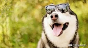 犬钩虫病的病因与临床症状狗狗常见病-警犬训练器材厂家 _警犬训练用品_工作犬训练用品-南京开久警犬装备