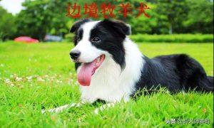 古代牧羊犬的形态特征此犬厚肢肌肉发达-警犬训练器材厂家 _警犬训练用品_工作犬训练用品-南京开久警犬装备