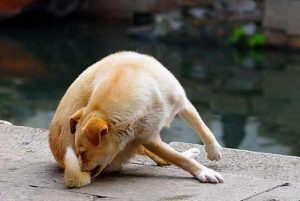 狗追自己的尾巴怎么办？狗把羊尾巴咬掉了怎么办-警犬训练器材厂家 _警犬训练用品_工作犬训练用品-南京开久警犬装备