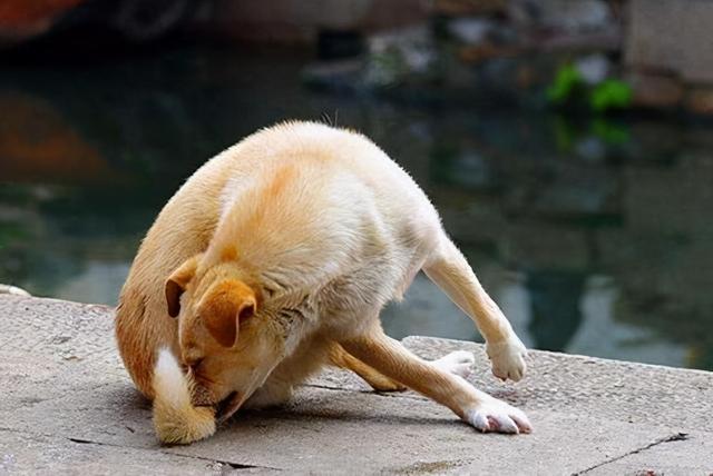 狗追自己的尾巴怎么办？狗把羊尾巴咬掉了怎么办 - 警犬训练器材厂家 _警犬训练用品_工作犬训练用品-南京开久警犬装备-警犬训练器材厂家 _警犬训练用品_工作犬训练用品-南京开久警犬装备