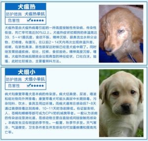 犬瘟热治疗时间(犬瘟热治疗多少钱)-警犬训练器材厂家 _警犬训练用品_工作犬训练用品-南京开久警犬装备