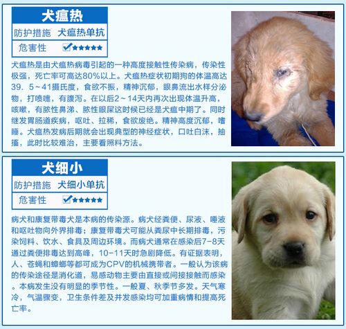 犬瘟热治疗时间(犬瘟热治疗多少钱) - 警犬训练器材厂家 _警犬训练用品_工作犬训练用品-南京开久警犬装备-警犬训练器材厂家 _警犬训练用品_工作犬训练用品-南京开久警犬装备