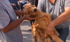 金毛幼犬咬笼子金毛_真金毛和假金毛 *** 幼犬-警犬训练器材厂家 _警犬训练用品_工作犬训练用品-南京开久警犬装备