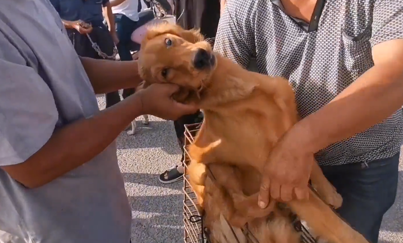 金毛幼犬咬笼子金毛_真金毛和假金毛 *** 幼犬 - 警犬训练器材厂家 _警犬训练用品_工作犬训练用品-南京开久警犬装备-警犬训练器材厂家 _警犬训练用品_工作犬训练用品-南京开久警犬装备