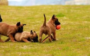 国内马犬血统排名(国内马犬血统排名马犬圣特)-警犬训练器材厂家 _警犬训练用品_工作犬训练用品-南京开久警犬装备