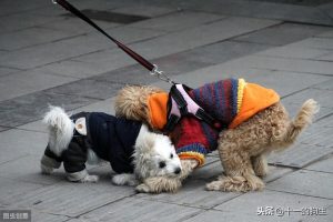 犬瘟一般治疗多久(犬瘟治疗多久转阴性)-警犬训练器材厂家 _警犬训练用品_工作犬训练用品-南京开久警犬装备