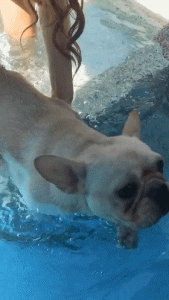 狗狗 *** 识别( *** 识别狗狗品种软件免费)-警犬训练器材厂家 _警犬训练用品_工作犬训练用品-南京开久警犬装备