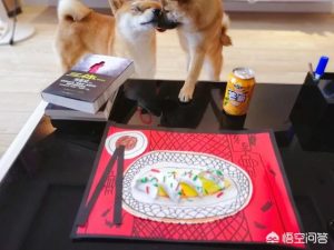 如何喂养宠物狗？老年宠物狗怎样喂养-警犬训练器材厂家 _警犬训练用品_工作犬训练用品-南京开久警犬装备