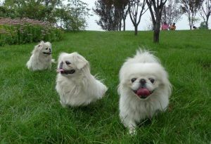 京巴狗特点有哪些?狗狗品种-警犬训练器材厂家 _警犬训练用品_工作犬训练用品-南京开久警犬装备