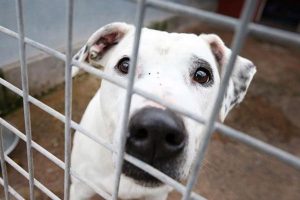 上海宝山流浪狗救助中心(宝山流浪狗救助中心在哪里)-警犬训练器材厂家 _警犬训练用品_工作犬训练用品-南京开久警犬装备