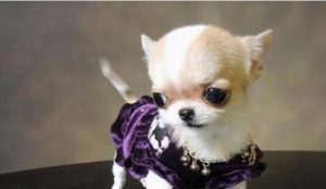 茶杯犬好不好养萌宠(茶杯犬好不好养?)-警犬训练器材厂家 _警犬训练用品_工作犬训练用品-南京开久警犬装备