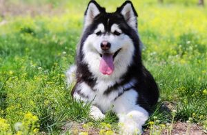 阿拉斯加雪橇犬和哈士奇的区别(阿拉斯加和哈士奇小时候的区别)-警犬训练器材厂家 _警犬训练用品_工作犬训练用品-南京开久警犬装备