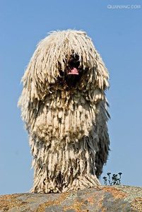 可蒙犬价格(可蒙犬 *** 大全)-警犬训练器材厂家 _警犬训练用品_工作犬训练用品-南京开久警犬装备