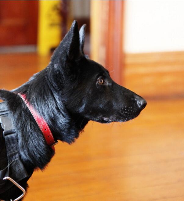 比利时黑色牧羊犬(比利时黑色牧羊犬 *** ) - 警犬训练器材厂家 _警犬训练用品_工作犬训练用品-南京开久警犬装备-警犬训练器材厂家 _警犬训练用品_工作犬训练用品-南京开久警犬装备