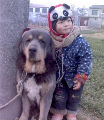 藏獒幼犬现在多少钱一只(藏獒 *** 幼犬多少钱) - 警犬训练器材厂家 _警犬训练用品_工作犬训练用品-南京开久警犬装备-警犬训练器材厂家 _警犬训练用品_工作犬训练用品-南京开久警犬装备