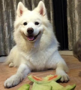 什么狗适合保护女孩(会保护主人的狗适合女孩养)-警犬训练器材厂家 _警犬训练用品_工作犬训练用品-南京开久警犬装备