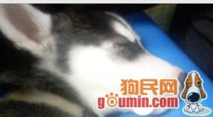 西班牙普雷萨猎犬(普雷萨猎犬价格)-警犬训练器材厂家 _警犬训练用品_工作犬训练用品-南京开久警犬装备