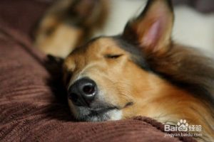 狗狗发烧有什么症状(狗狗发烧有什么症状)-警犬训练器材厂家 _警犬训练用品_工作犬训练用品-南京开久警犬装备