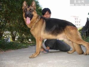 狼犬品种大全  大型狼犬品种大全-警犬训练器材厂家 _警犬训练用品_工作犬训练用品-南京开久警犬装备