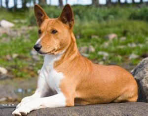 巴仙吉犬为什么禁养(巴仙吉犬禁养吗)-警犬训练器材厂家 _警犬训练用品_工作犬训练用品-南京开久警犬装备