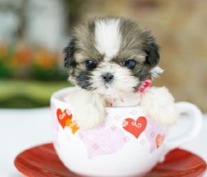 茶杯贵宾犬价格_茶杯犬和玩具贵宾犬的区别-警犬训练器材厂家 _警犬训练用品_工作犬训练用品-南京开久警犬装备