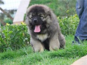 国内有名高加索犬舍排名  国内有名的高加索犬舍-警犬训练器材厂家 _警犬训练用品_工作犬训练用品-南京开久警犬装备