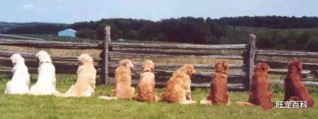 金毛猎犬和金毛的区别(双血统金毛和普通金毛有什么区别) - 警犬训练器材厂家 _警犬训练用品_工作犬训练用品-南京开久警犬装备-警犬训练器材厂家 _警犬训练用品_工作犬训练用品-南京开久警犬装备