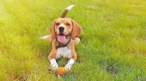 狗狗心跳很快动静很大_狗狗心跳很快呼吸急促呕吐-警犬训练器材厂家 _警犬训练用品_工作犬训练用品-南京开久警犬装备