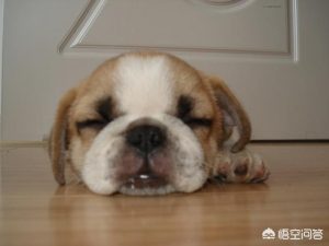 八哥狗狗好不好养(八哥狗狗和泰迪哪个好养)-警犬训练器材厂家 _警犬训练用品_工作犬训练用品-南京开久警犬装备