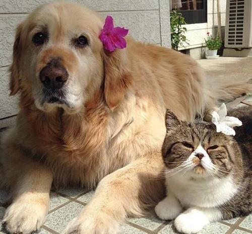 猫和狗的故事(猫和狗的故事20字) - 警犬训练器材厂家 _警犬训练用品_工作犬训练用品-南京开久警犬装备-警犬训练器材厂家 _警犬训练用品_工作犬训练用品-南京开久警犬装备