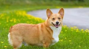 威尔斯柯基犬萌宠-警犬训练器材厂家 _警犬训练用品_工作犬训练用品-南京开久警犬装备