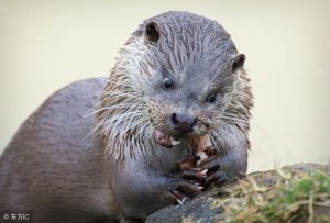 肉狗养殖可行性报告(蚯蚓养殖可行性报告)-警犬训练器材厂家 _警犬训练用品_工作犬训练用品-南京开久警犬装备