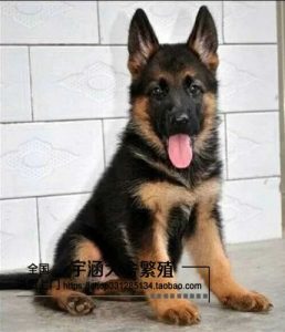 黑背和狼青犬哪个聪明(狼青和金毛哪个聪明)-警犬训练器材厂家 _警犬训练用品_工作犬训练用品-南京开久警犬装备