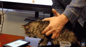 狗语言翻译机(狗语言翻译机脑控)-警犬训练器材厂家 _警犬训练用品_工作犬训练用品-南京开久警犬装备