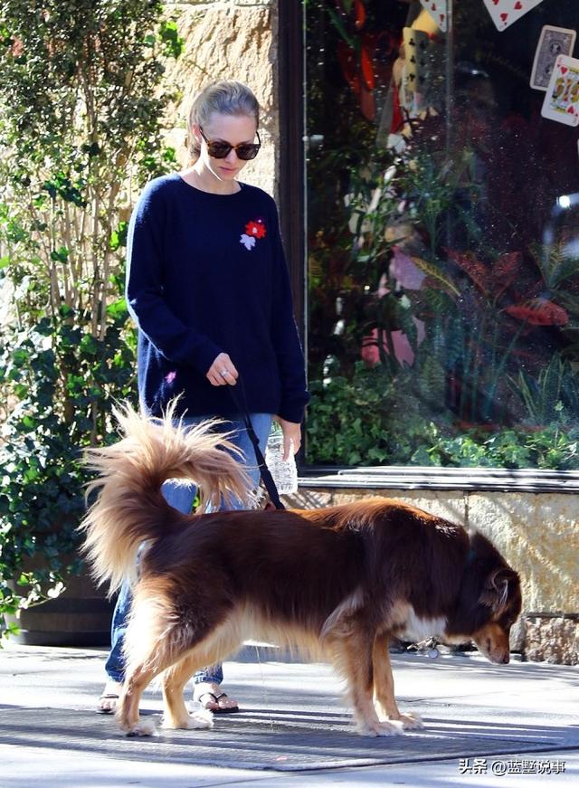 牛头犬价格，牛头价格 - 警犬训练器材厂家 _警犬训练用品_工作犬训练用品-南京开久警犬装备-警犬训练器材厂家 _警犬训练用品_工作犬训练用品-南京开久警犬装备