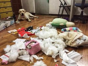 狗狗认识自己家吗(狗狗怎么认识自己主人)-警犬训练器材厂家 _警犬训练用品_工作犬训练用品-南京开久警犬装备