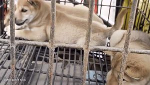 重庆南坪狗市赶集时间-警犬训练器材厂家 _警犬训练用品_工作犬训练用品-南京开久警犬装备